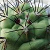 Ortegocactus macdougallii_ 04